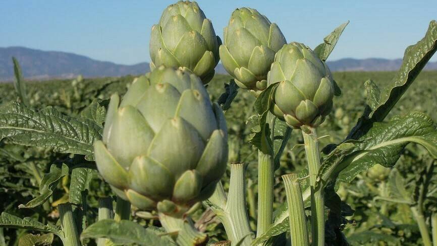 Alcachofa navarra|artichoke-2658343_960_720|artichoke-2658345_960_720|artichoke-1140770_960_720